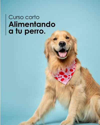 Alimentando a tu perro